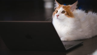 PCやる猫